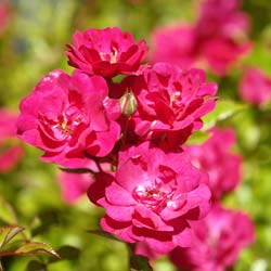 Roseira paisagstica rosa escuro 'The Fairy Rubra'